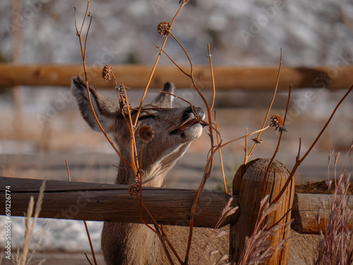 Deer eating a thistle plant at Red Rocks