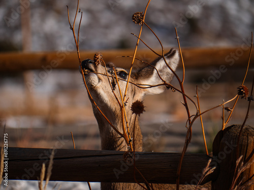 Deer eating a thistle plant at Red Rocks
