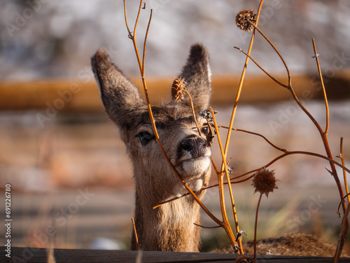 Deer eating a thistle plant at Red Rocks