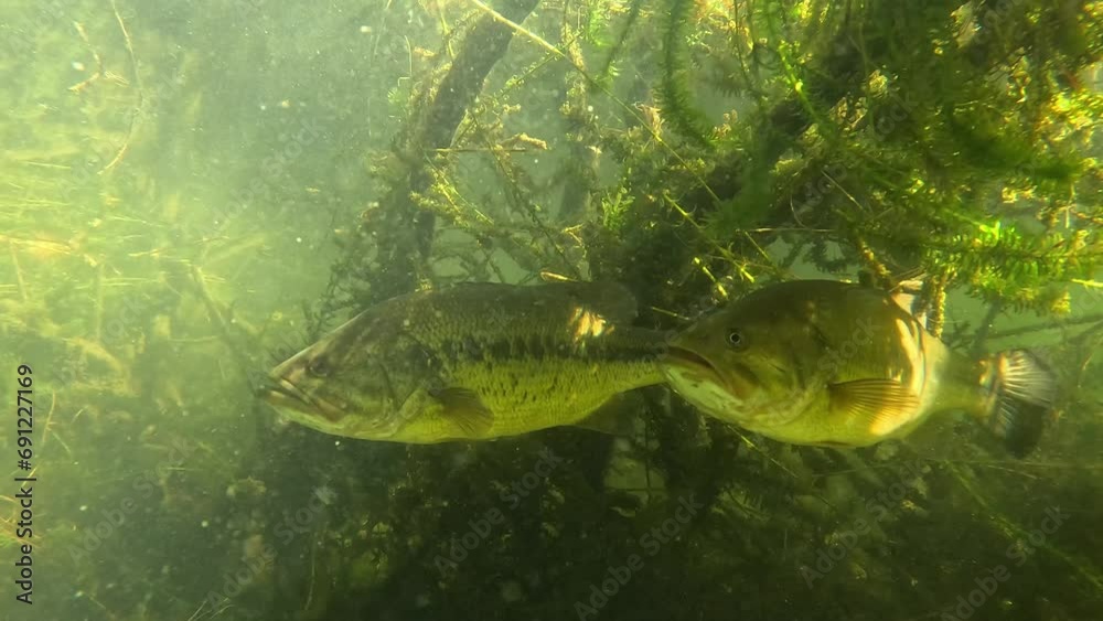 Footage of a pair of black bass basking in the sunlight just beneath the water’s surface, showcasing a serene moment in their natural habitat. Check the gallery for similar footages.