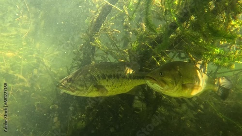 Footage of a pair of black bass basking in the sunlight just beneath the water’s surface, showcasing a serene moment in their natural habitat. Check the gallery for similar footages. photo