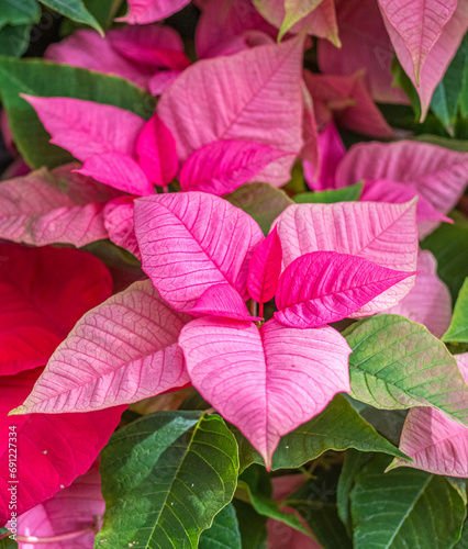 pink flowers in in greenhouse