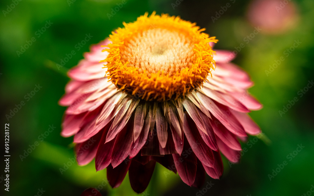 Echinacea Straw Flower Yellow White and Pink Echinacea Flower Echinacea Straw Flower Yellow White and Pink Echinacea Flower