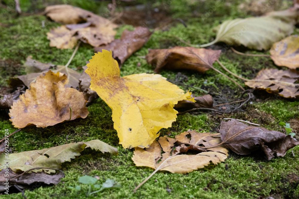 Dried Maple Brown Leaves on the ground in Autumn Dried Maple Brown Leaves on the ground in Autumn