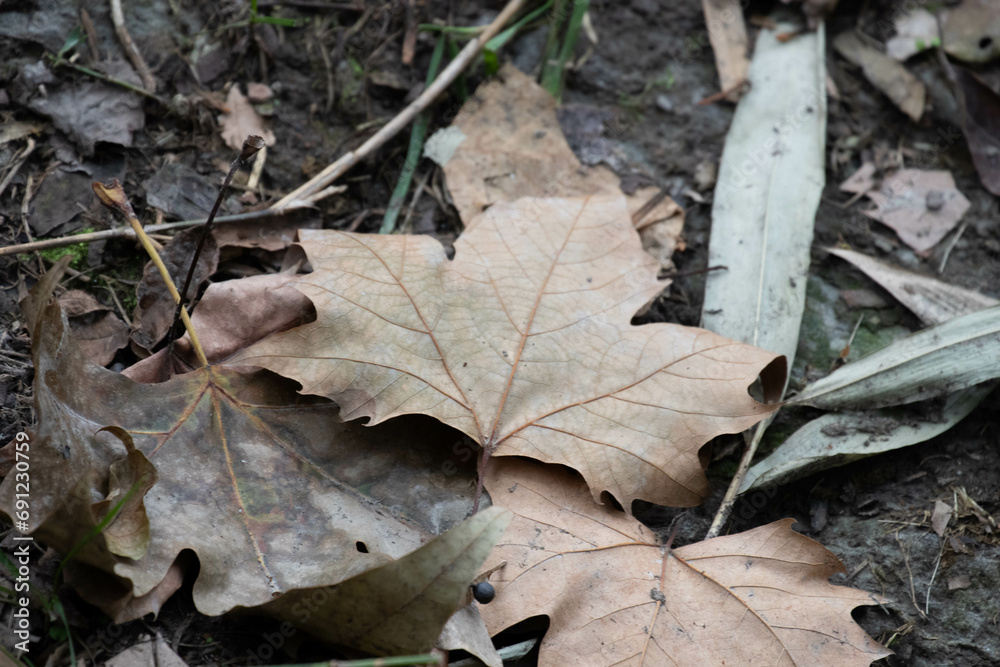 Dried Maple Brown Leaves on the ground in Autumn Dried Maple Brown Leaves on the ground in Autumn