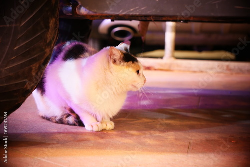 cat hiding under a car photo