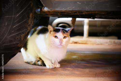 cat hiding under a car photo