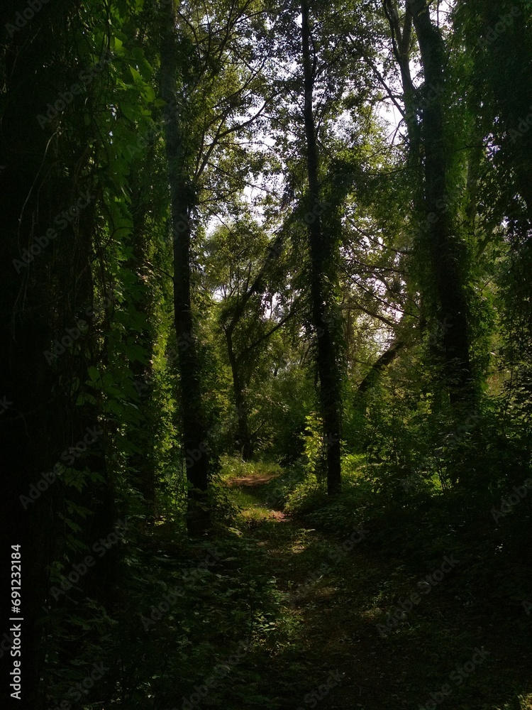 Naklejka premium temperate forest