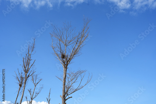 dead tree blue sky background