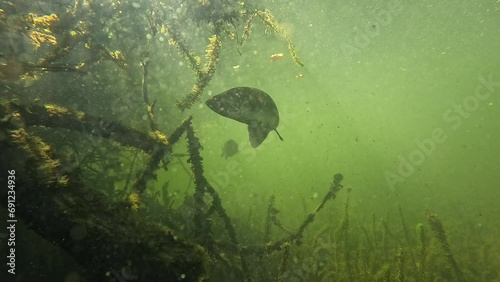 Intriguing footage of a black bass filmed from below, with the surface of the water creating a captivating backdrop. Check the gallery for similar footages. photo