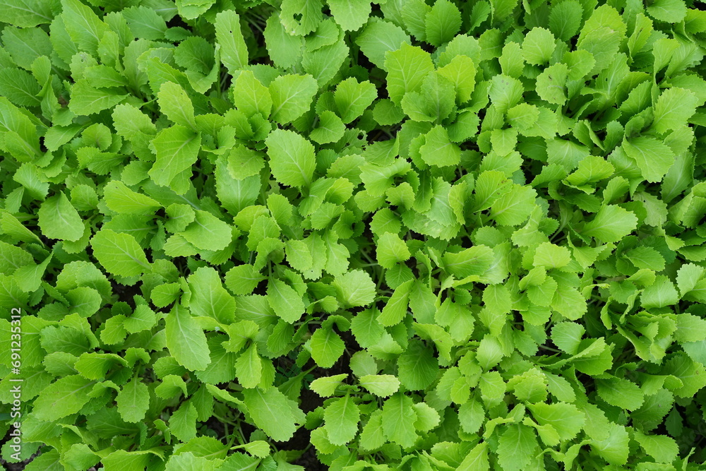 Organic lettuce background, good for health Organic lettuce background, good for health