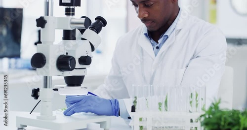 Science, research and black man with microscope, plants and medical engineering in laboratory. Biotechnology, study of nature and pharmaceutical test, scientist or technician with analysis in lab. photo