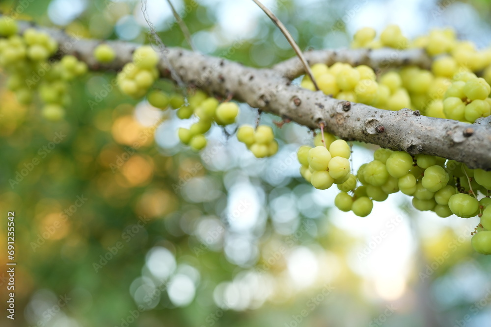Gooseberry on the tree in the garden Gooseberry on the tree in the garden