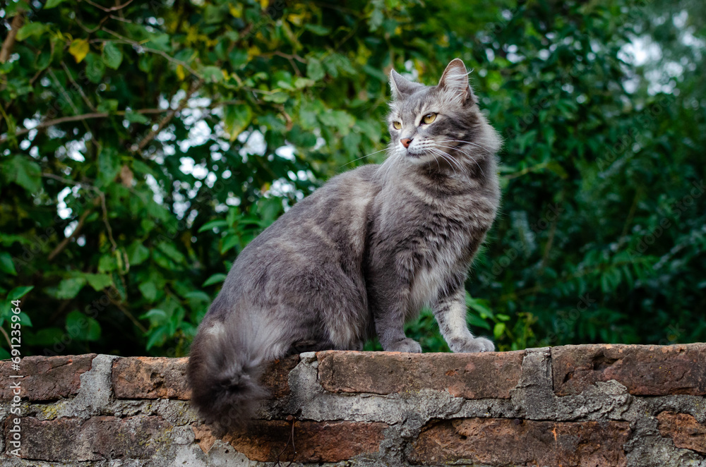 Obraz premium Cat on a rock