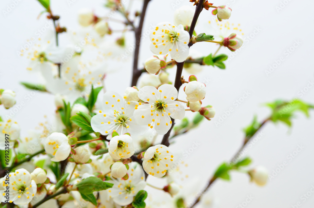 White flowers on the branches of trees in the spring