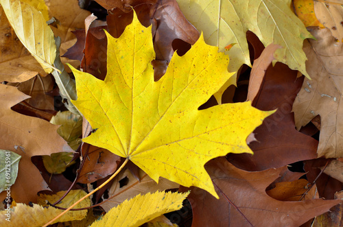 Yellowed maple leaves in the autumn forest close up.