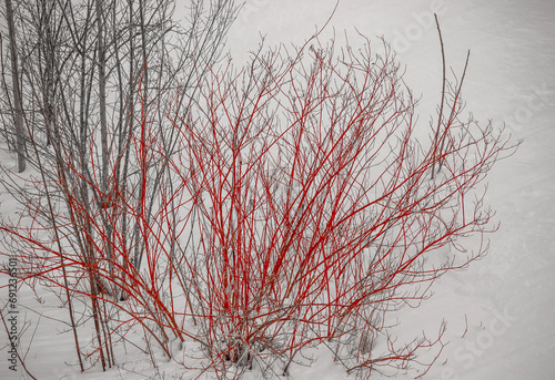 Red Tatarian dog wood in the snow photo