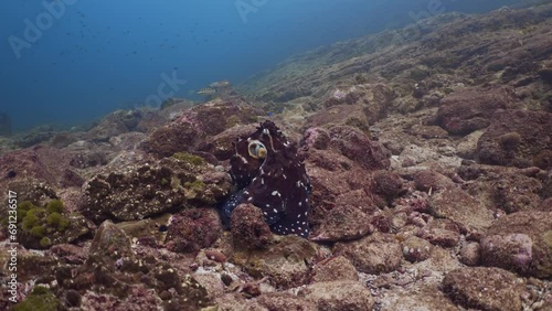 Octopus 