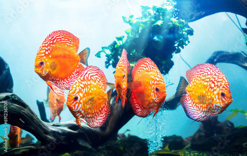 Group of colorful discus (pompadour fish) are swimming in fish tank. Symphysodon aequifasciatus is American cichlids native to the Amazon river, South America,popular as freshwater aquarium fish. photo