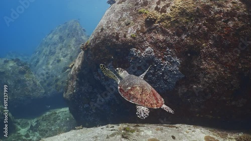 turtle swimming in the sea 
