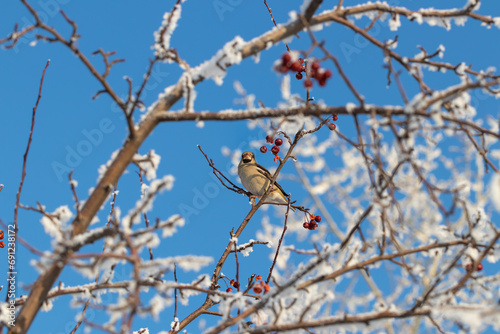 Canvas Print A female of the common grosbeak (Coccothraustes coccothraustes) among the branches of a wild apple tree covered with snow against a blue sky