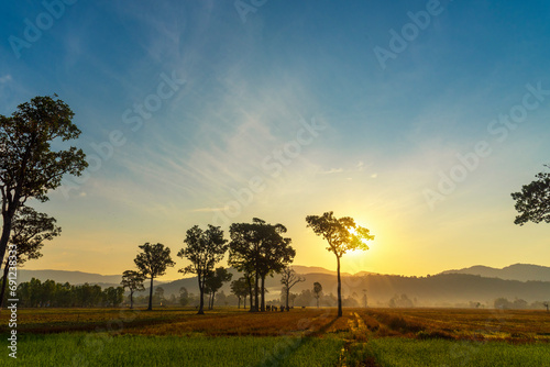 Golden sunshine sky tropical tree fields in sunny morning. Silhouette tree gold dawn mountain in spring season. Sustainable scenic meadow misty fog forest in countryside. Amazing landscape greenery