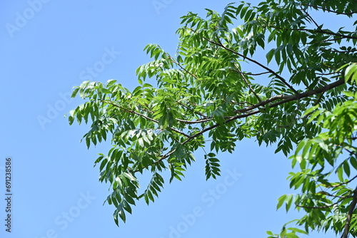 Chinese pistache ( Pistacia chinensis ) Fresh green. Anacardiaceae dioecious deciduous tree. It is considered a sacred tree of learning because it is planted in the temple of Confucius in China.