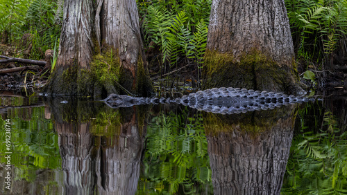 American Alligator (Alligator mississippiensis) reflecting on the surface of the dark waters of the Okefenokee Swamp, Georgia