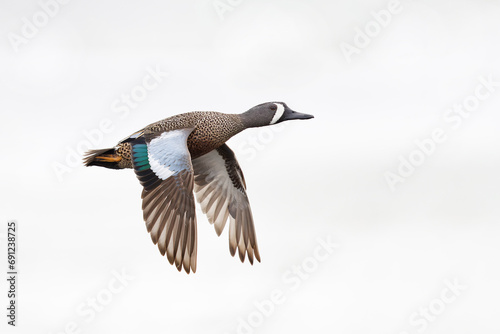 Male Blue-winged Teal (Spatula discors) in flight - Florida