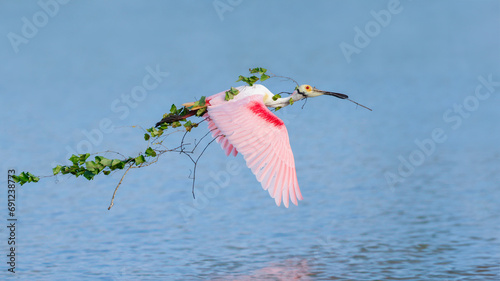 Roseate Spoonbill (Platalea ajaja)  flying with a large branch for its nest in tow - Florida