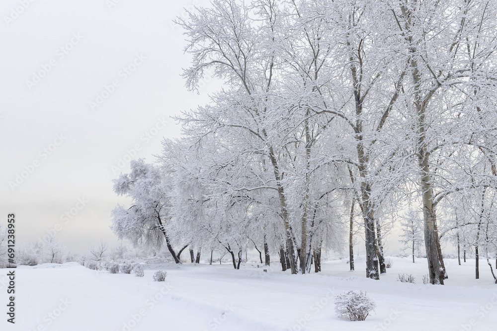 Beautiful winter landscape - trees and bushes covered with snow in a foggy winter park Beautiful winter landscape - trees and bushes covered with snow in a foggy winter park