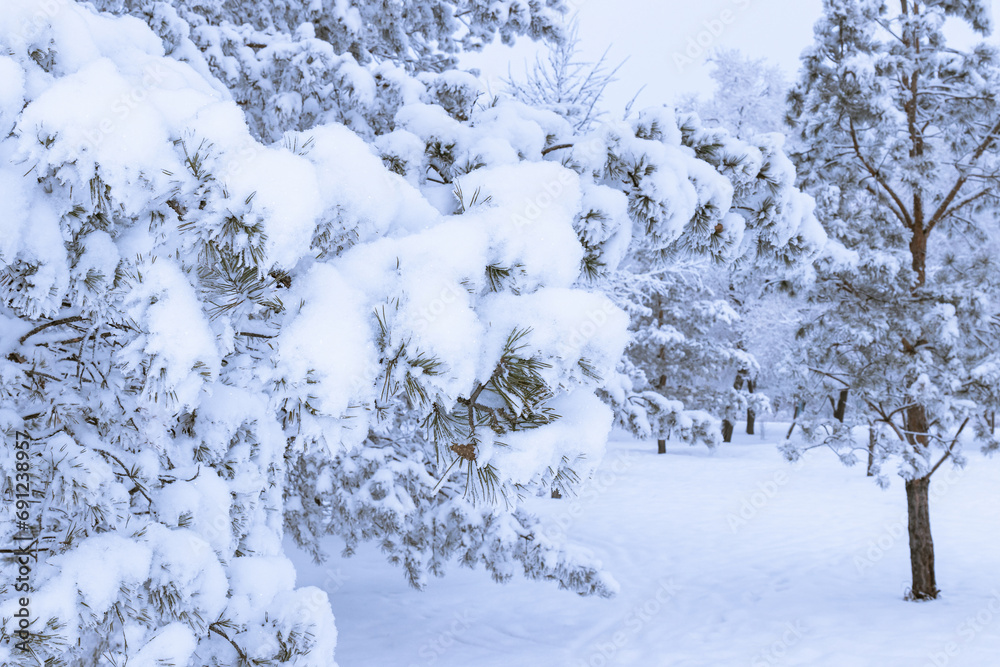 Fototapeta premium Winter background - fluffy pine branches covered with snow, winter landscape in the park
