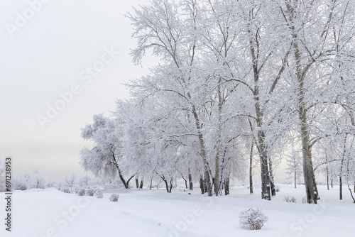 Beautiful winter landscape - trees and bushes covered with snow in a foggy winter park