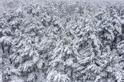 snow-covered fir trees in the winter forest. white snowy forest. aerial photo.