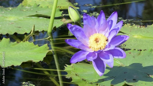 Various waterlily blooming, colorful with refreshing moment.