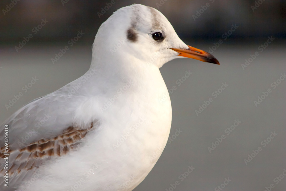 Seagull bird or seabird standing feet on the thames river bank in London, Close up view of white gray bird seagull Seagull bird or seabird standing feet on the thames river bank in London, Close up view of white gray bird seagull