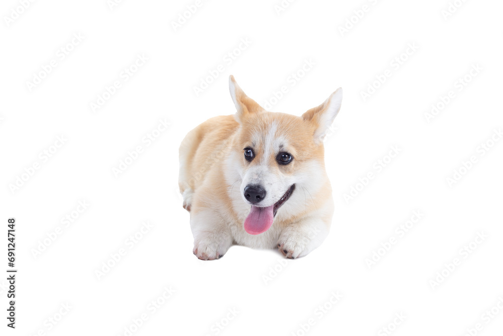 Close up a puppy corgi dog on the white background