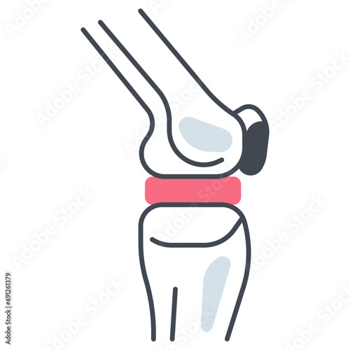 Knee Joint