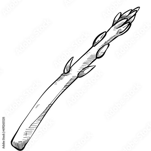 asparagus handdrawn illustration
