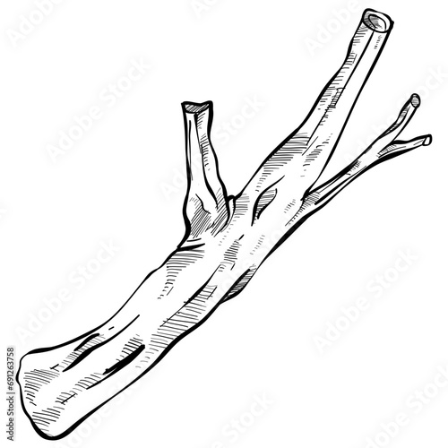 wood handdrawn illustration