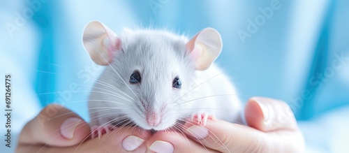 A vet examines a dumbo siam white rat with blue-gloved hands. photo
