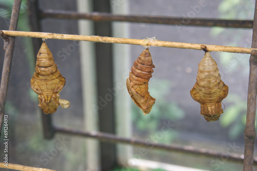 Cocoons of butterflies, pupa of insect.