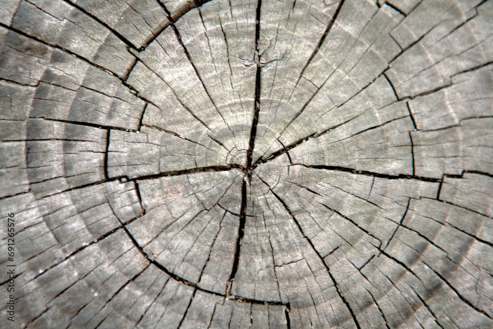 Fototapeta premium cross section of tree