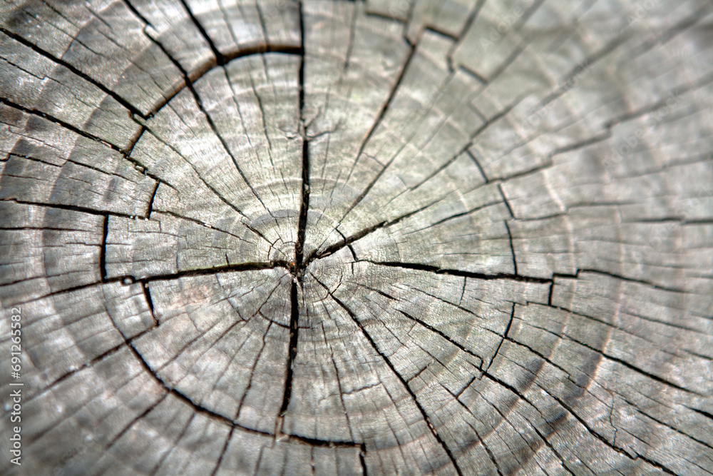 Fototapeta premium cross section of tree