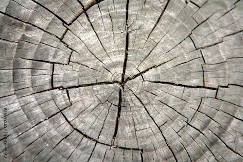 cross section of tree