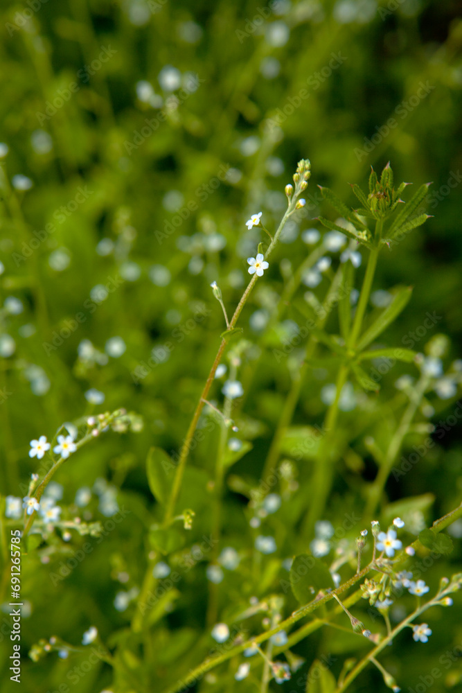 Cucumber herb Cucumber herb