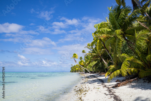Palm trees hanging above the beach at Tetiaroa, Tahiti, French Polynesia photo