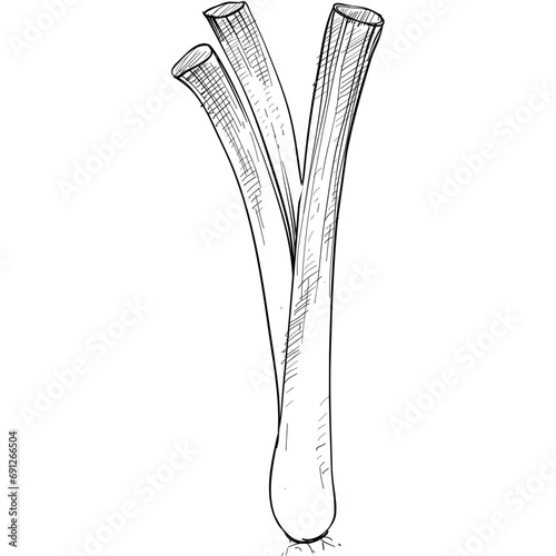 leeks handdrawn illustration
