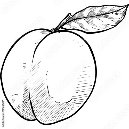 peaches handdrawn illustration