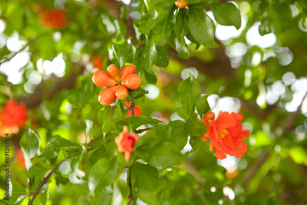 Pomegranate flowers turn into fruits